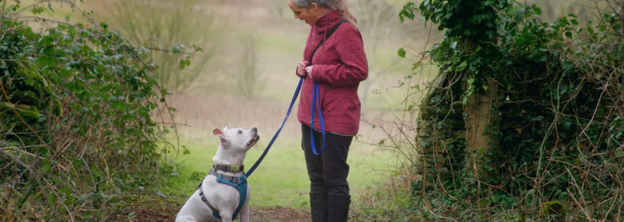 Woman with white Staffordshire bull terrier on lead on a walk