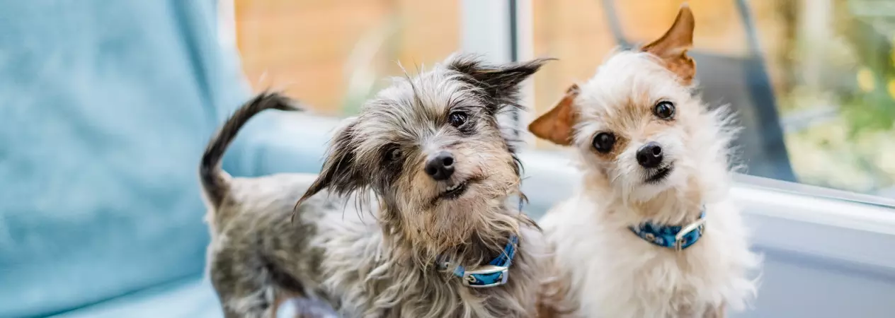 Dogs Moana, a Yorkshire terrier and dachshund cross, and Tinkerbell, a jack russell and Chihuahua cross, stand next to each other on the footstool of a chair. They both look directly towards the camera,