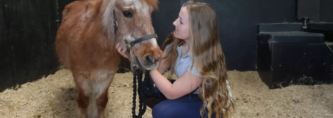 A woman with long hair crouches down next to a chestnut and white Shetland pony. She holds the pony's headcollar with one hand and gently strokes his chin with her other hand.