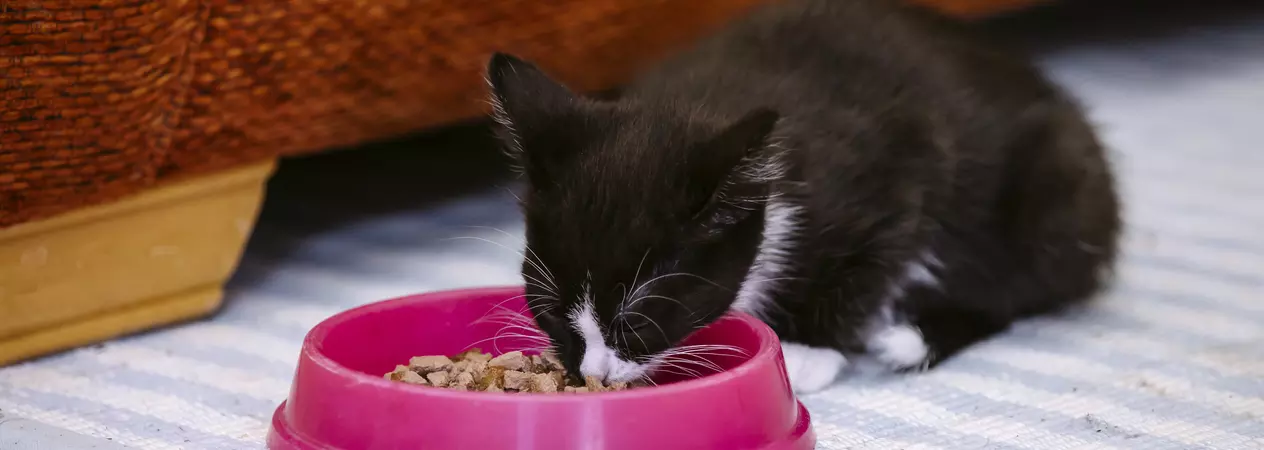 Black kitten eating out of pink bowl