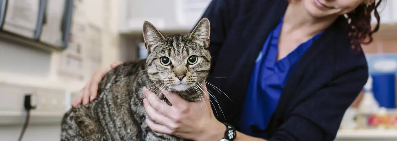 Cat on vet table being held by Blue Cross vet