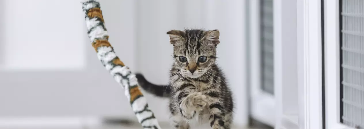 Cat pouncing on toy