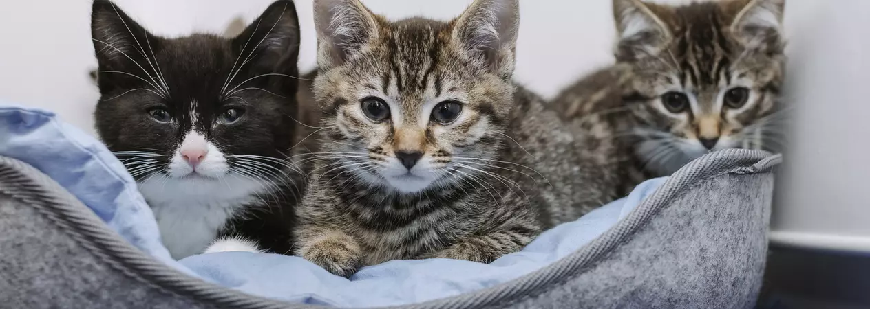 Three of the kittens lying in a blue and grey bed looking to camera
