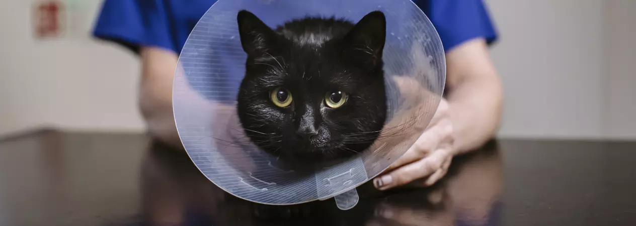 Black cat in a buster collar with a vet in Blue Cross uniform in background holding cat