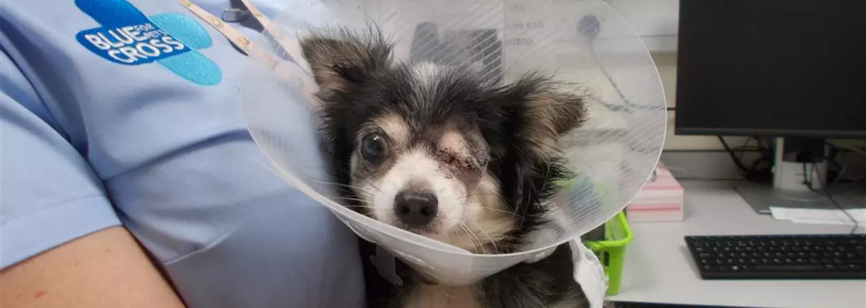 Missy in Grimsby Animal Hospital