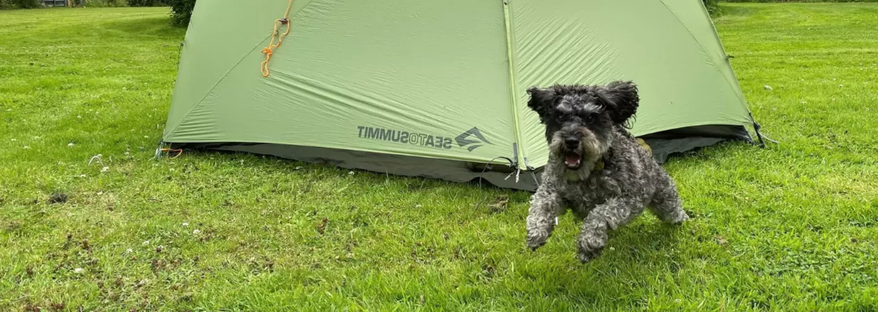 Small grey dog running in front of a green tent in a field