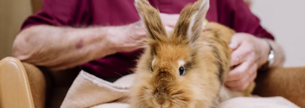 A fluffy rabbit sits on an older person's lap