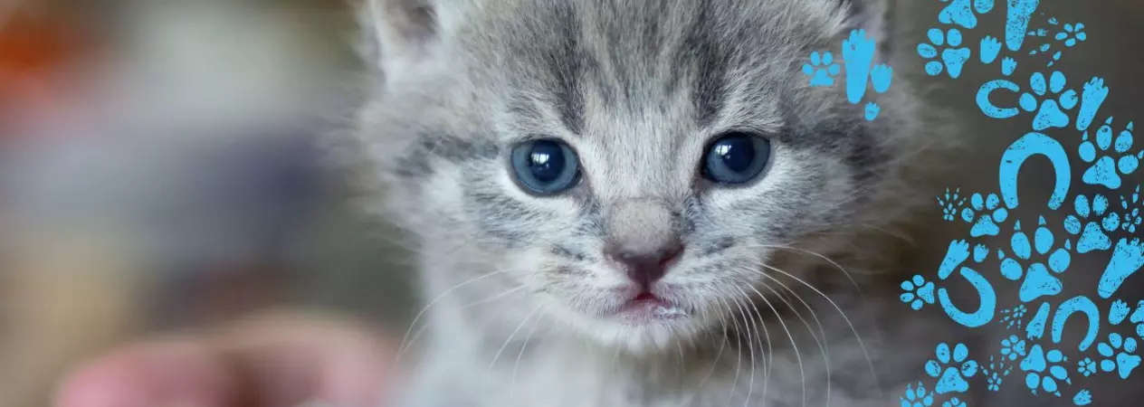 Small grey kitten being held in someone's hands