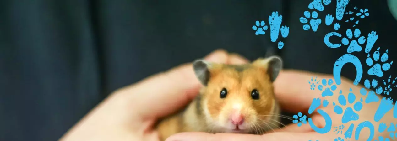 A brown and white hamster being held in a person's hands