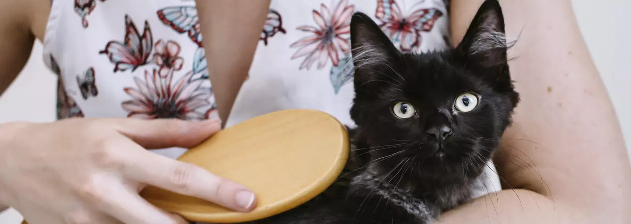 A black cat with tufty ears sits on the lap of a woman. The woman brushes the cat's body.