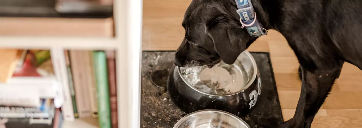 Black Labrador dog drinking out of a metal dog bowl