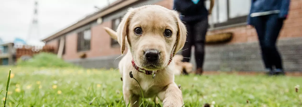 Yellow Labrador puppy on grass with two Blue Cross staff members in the background