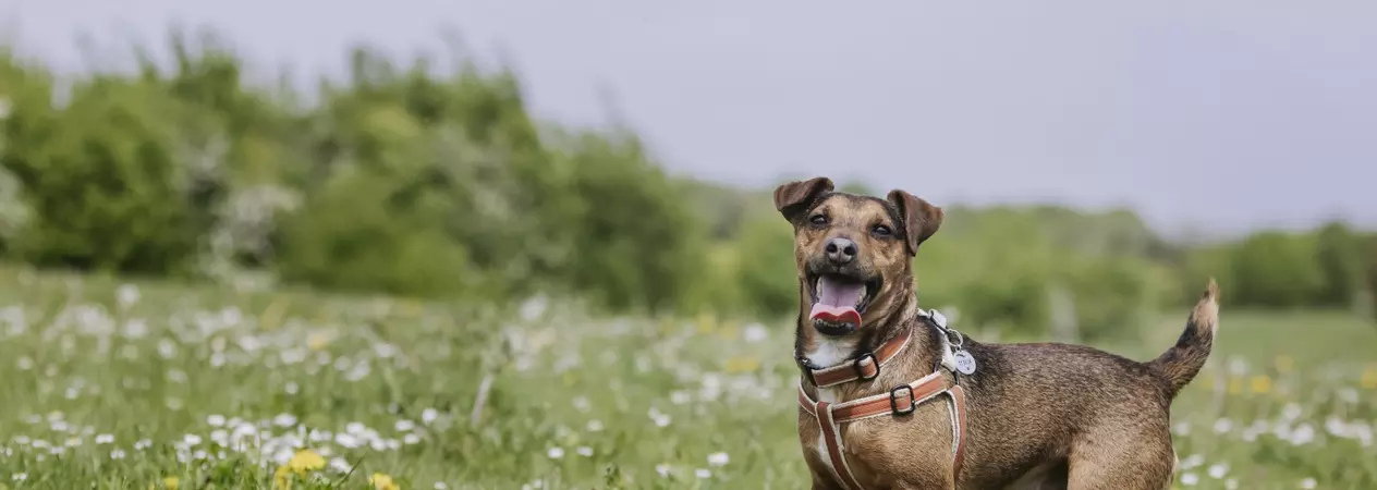 Tan terrier crossbreed Albert stands in a daisy-filled field with his front left paw up in play. He looks to the camera with a big smile on his face.