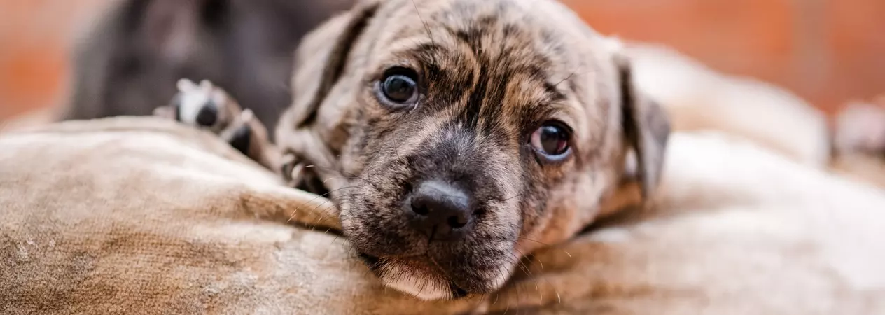Puppy looking into camera
