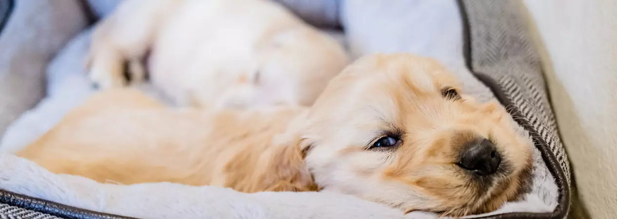 A golden retriever puppy in a puppy bed