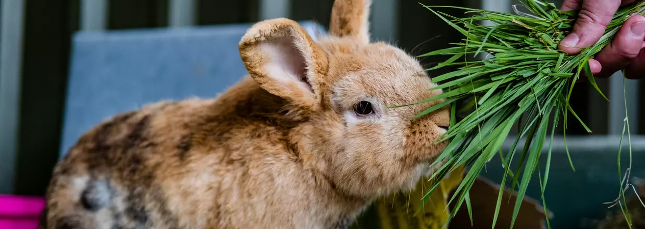 Brown rabbit eating grass from someone's hand