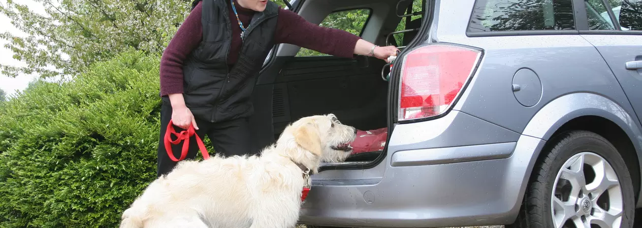Yellow labradoodle dog jumping into a silver car