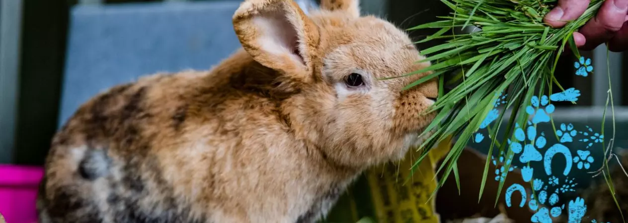 Brown rabbit eating grass from someone's hand