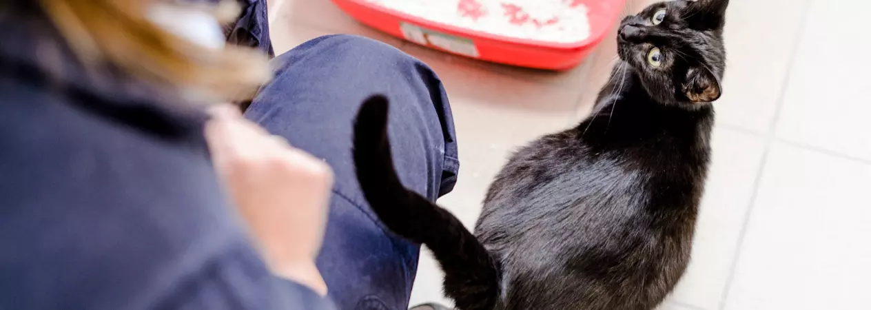 Pregnant black cat