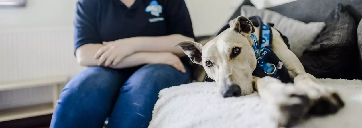 Greyhound Hugo lazes on the sofa next to a Blue Cross female volunteer
