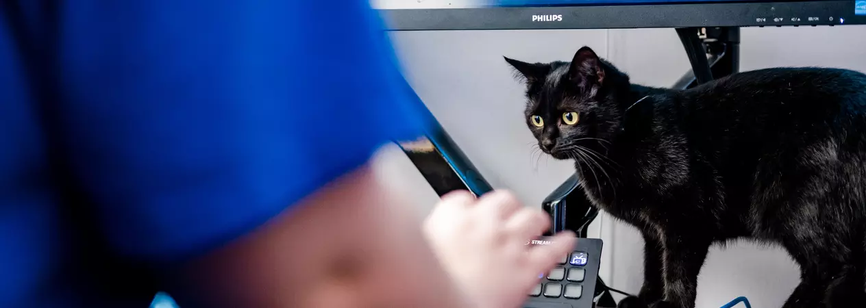 Gamer streaming alongside a cat