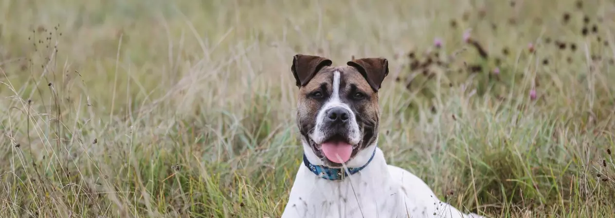 A brown and white bull breed dog lies in a field of long grass and looks towards the camera