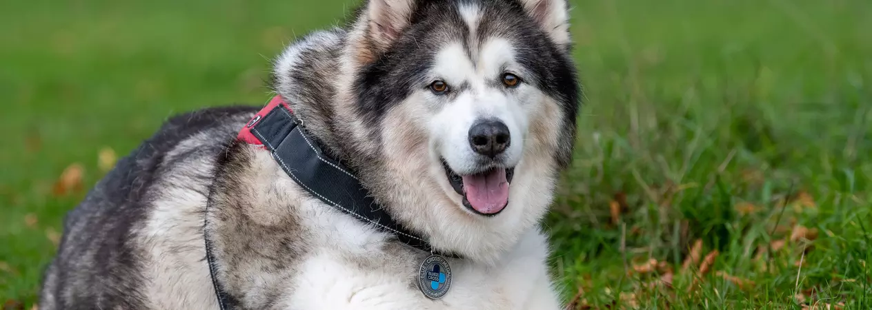 Dog Storm lying down on grass wearing the Blue Cross medal