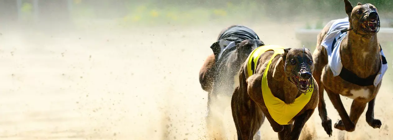 Three racing greyhounds speed round a sandy track