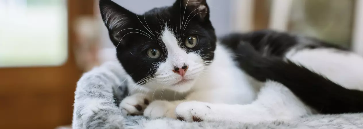 Black and white kitten resting in a grey bed