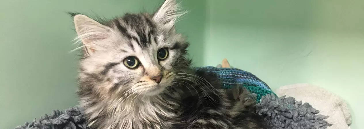 Mouse, a fluffy tabby kitten, snuggles in a grey blanket