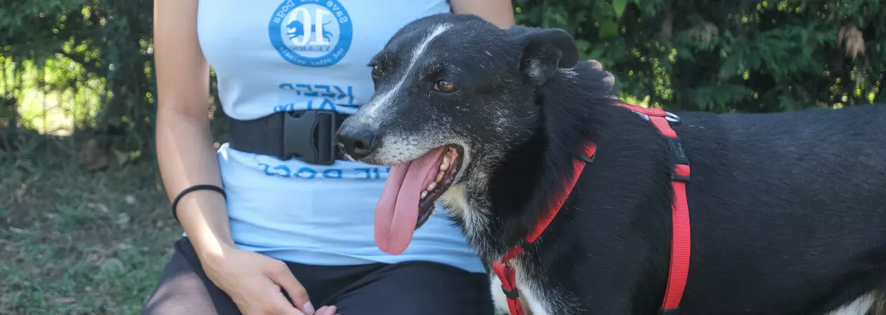 Tymon standing in a garden wearing a red harness with a team member at Save the Dogs