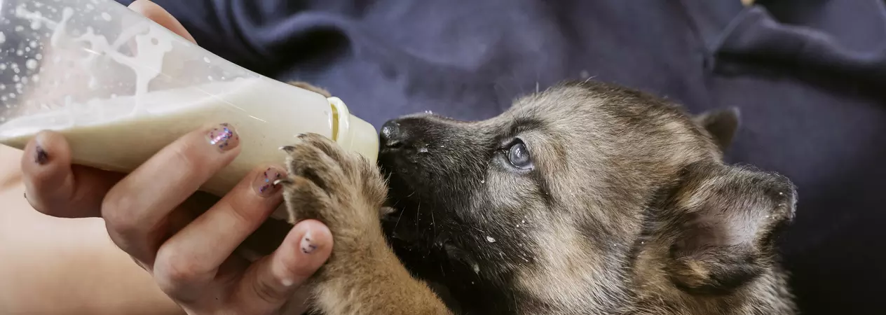 A German shepherd puppy suckles from a bottle of milk, fed by a Blue Cross member of staff