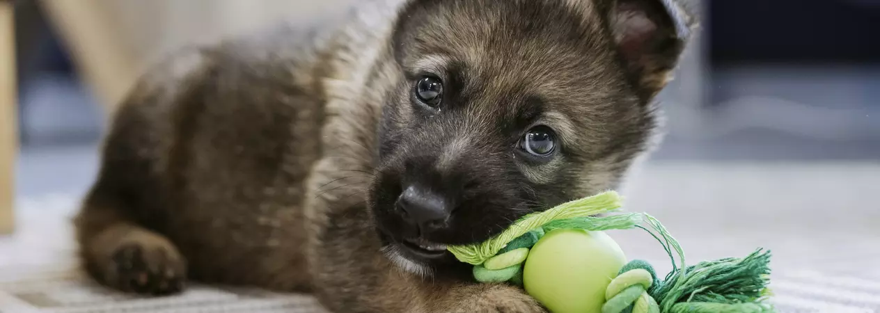 German shepherd puppy Mitzi lies on the floor, chewing a green toy