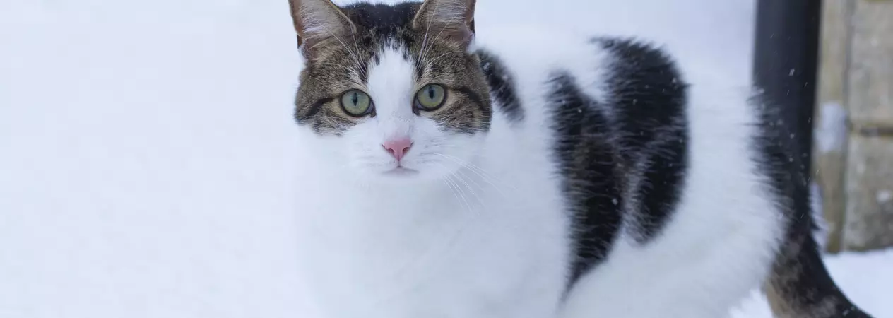 Cat standing outside in the snow 