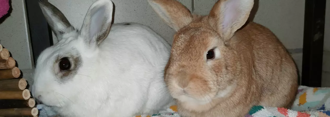 White and grey rabbit beside ginger rabbit on a multi-coloured towel