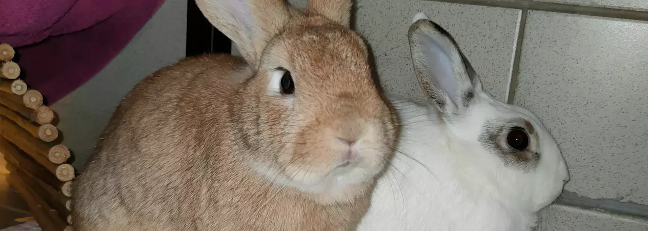 Rabbits Poppet and Bentley sitting beside each other