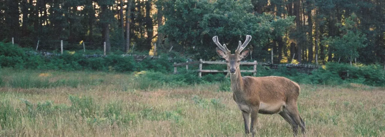 A deer in the distance with trees in the background. Photo by Dominik Pearce.