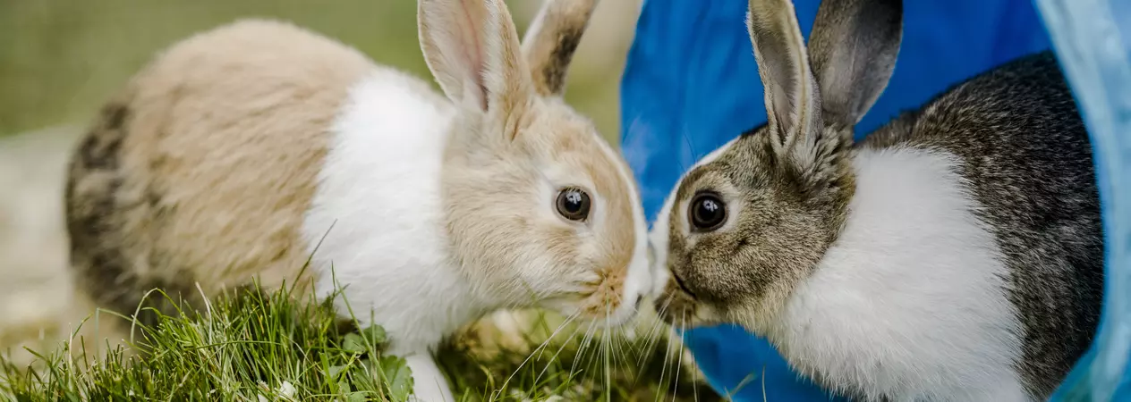 Two brown and white rabbits in a blue tunnel on a grassy garden 