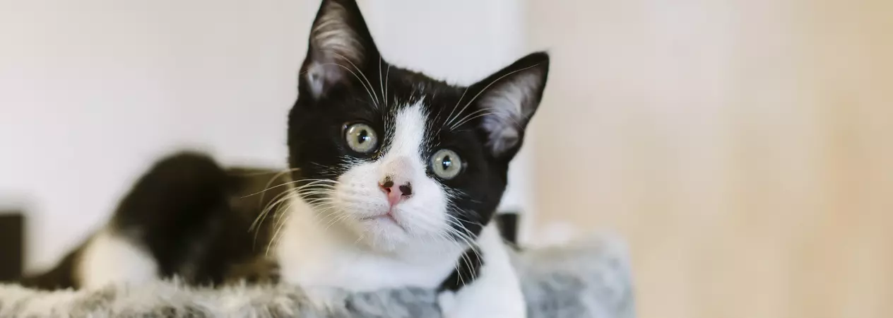 Black and white kitten Eddie lying on a grey bed