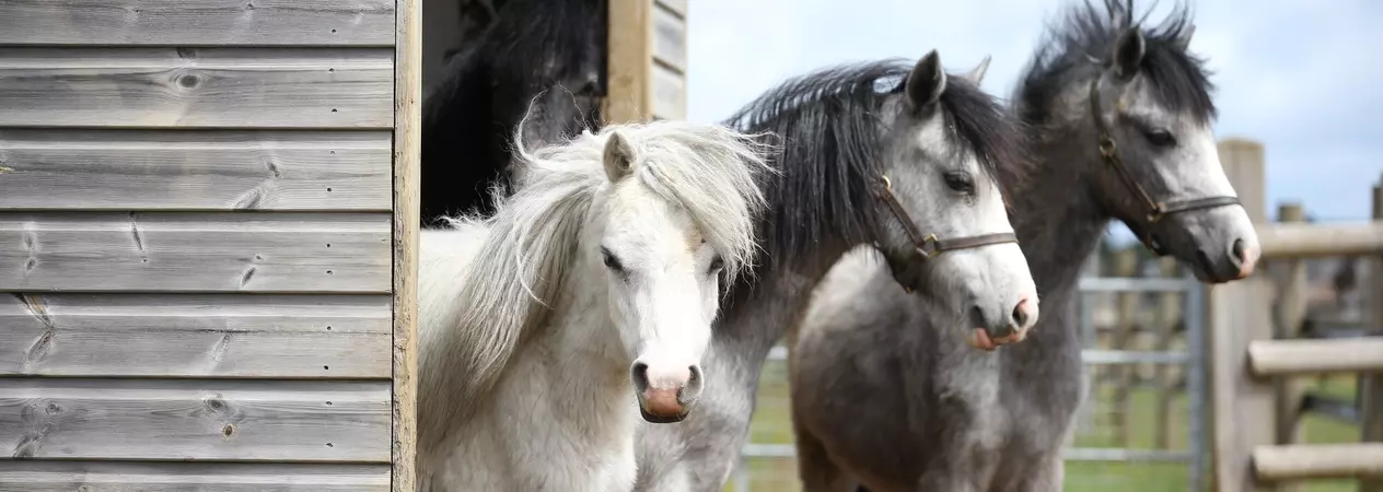 Two grey horses and a white horse under an outside shelter