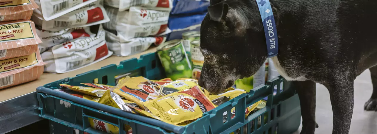 Black staffie dog next to stacks of pet food