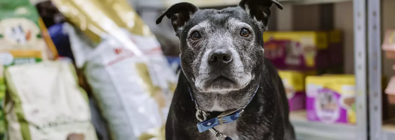 Sasha the staffie with piles of pet food in the background of our Sheffield pet food bank