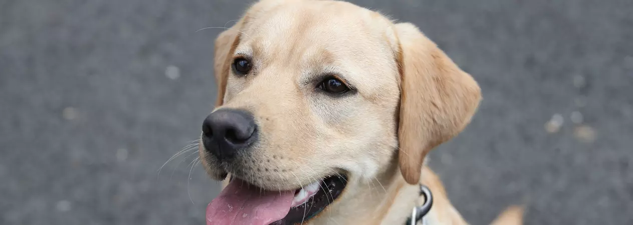 Golden Labrador Betty sitting down on some tarmac