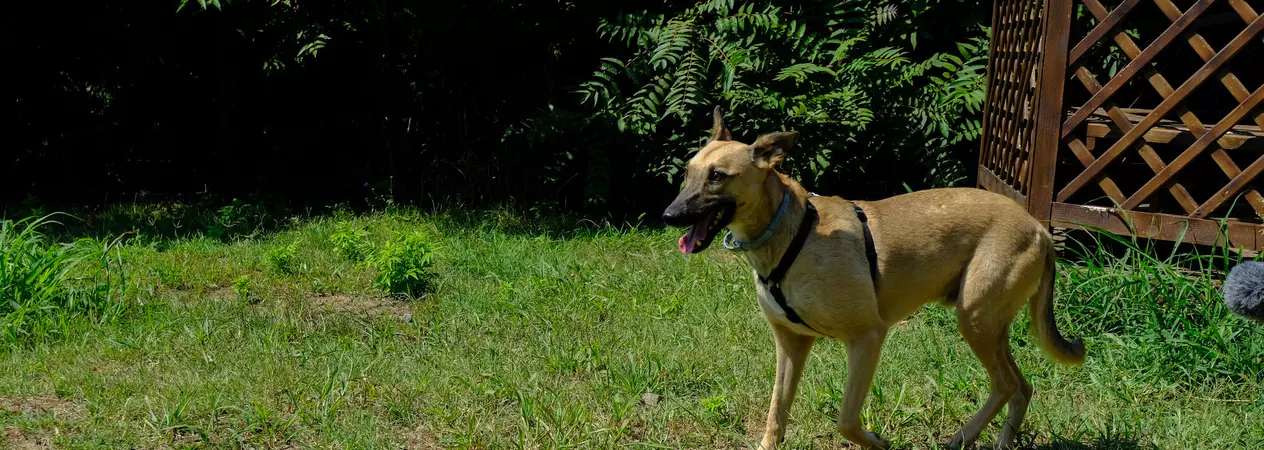 Dog Giorgio, a tan-coloured cross-breed, explores the garden at Save the Dogs in Romania