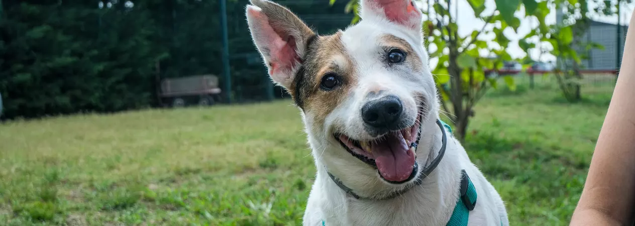 Rem, a white dog with brown patches and upright ears, looks to the camera with a head tilt