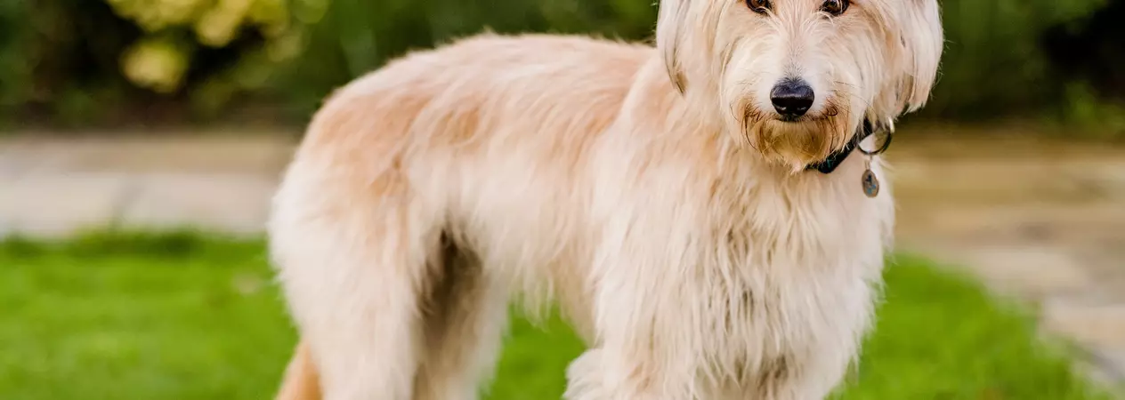 Golden lurcher Hazel standing on grass