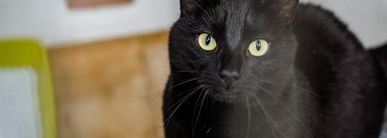 Black cat with green eyes look into the camera