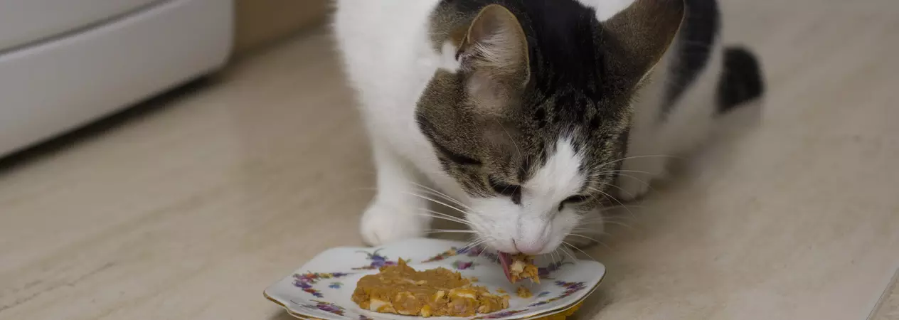 Brown and white cat eating a homemade pancake from a plate