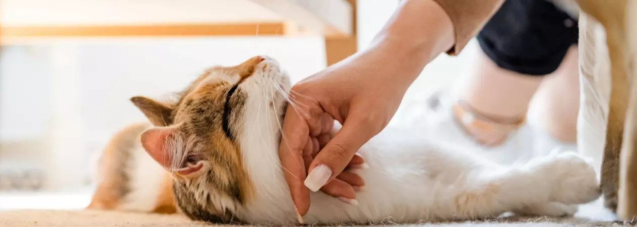 Cat Elya smiles as her owner, Lisa, gives her a chin scratch