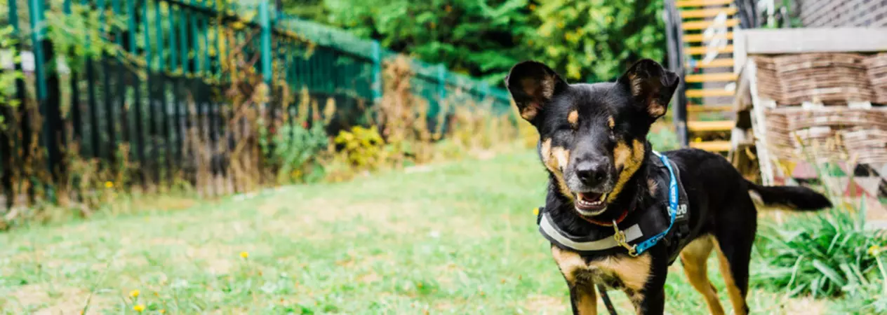 Small black and tan crossbreed Lucy smiles towards the camera